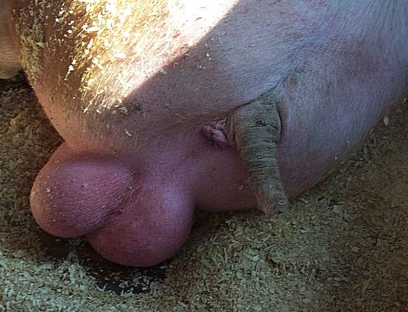 This is the tail and testicles of a 1,400 lbs. prize-winning boar at the Iowa State Fair