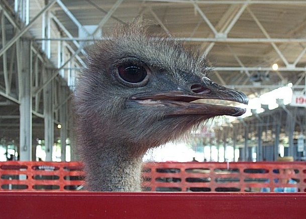 scooter is the official ostrich of the cruciflex - click his beak to submit